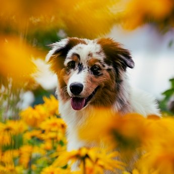 Soinspired Web Technology created this website for a dog rescue charity in Cornwall UK.