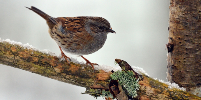 Soinspired Web Technology Natural Scotland Wildlife Photography