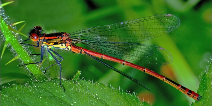 Soinspired Web Technology Natural Scotland Wildlife Photography