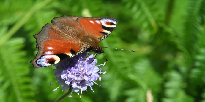 Soinspired Web Technology Natural Scotland Wildlife Photography