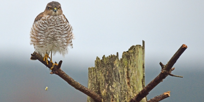 Soinspired Web Technology Natural Scotland Wildlife Photography