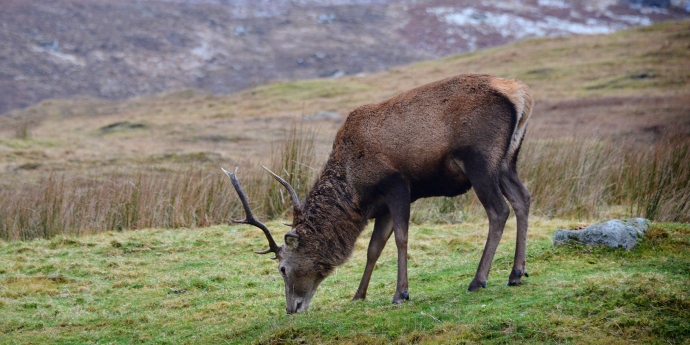 Soinspired Web Technology Natural Scotland Wildlife Photography