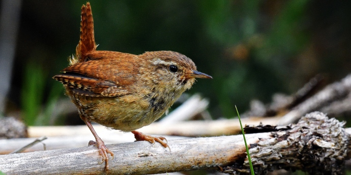 Soinspired Web Technology Natural Scotland Wildlife Photography